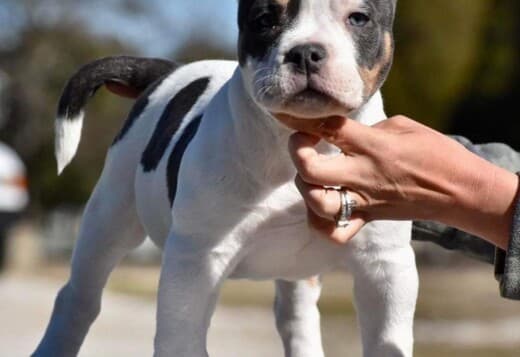 American Bullies for Sale