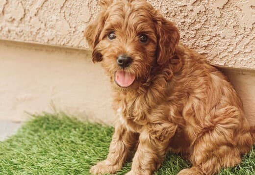 Adorable AKC registered Poodle puppies.