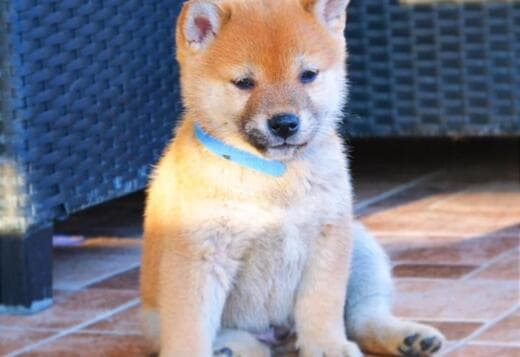 Shiba Inu puppies