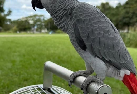 African grey parrots