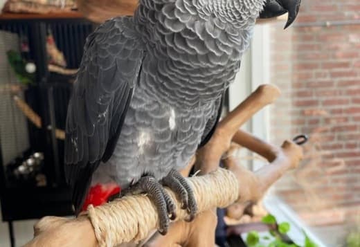 African Grey Parrot