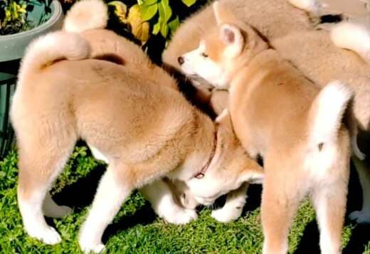 Japanese Akita Inu puppies