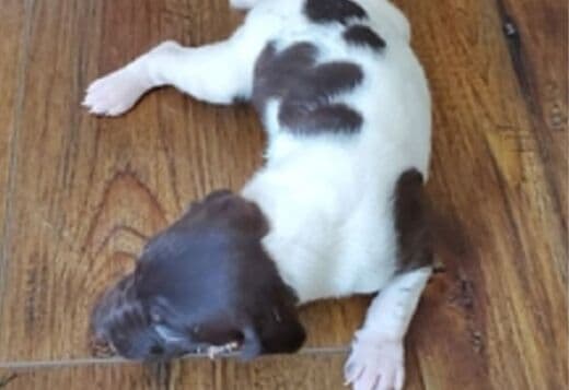 German Shorthaired Pointer