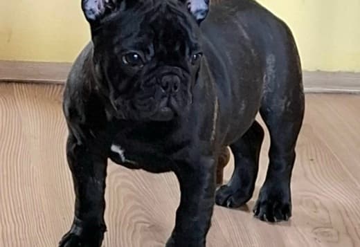 French Bulldog puppies for sale