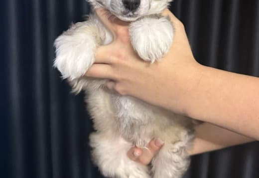 Chinese Crested Dog Puppies