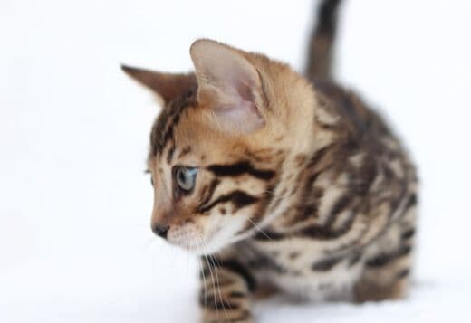Beautiful Bengal Kittens