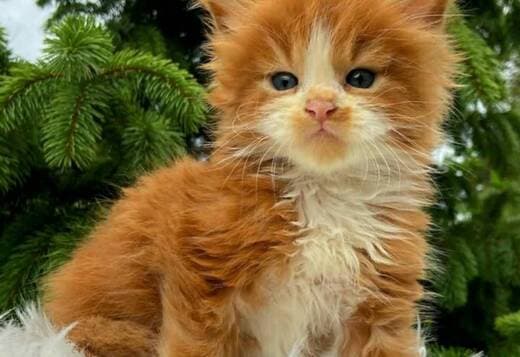 Lovely Maine Coon Kittens Ready for New Homes