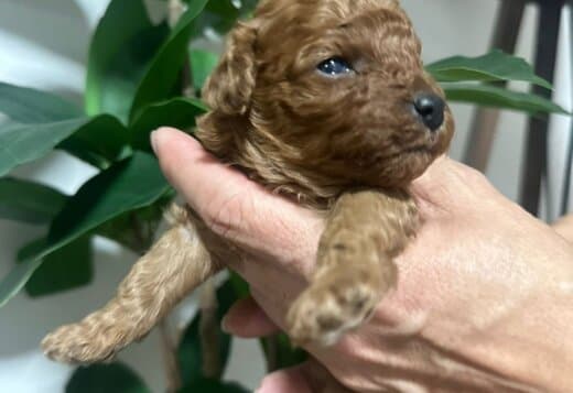 Miniature poodle puppies