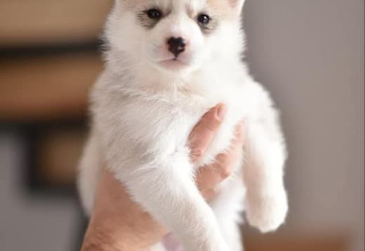 Siberian Husky puppies