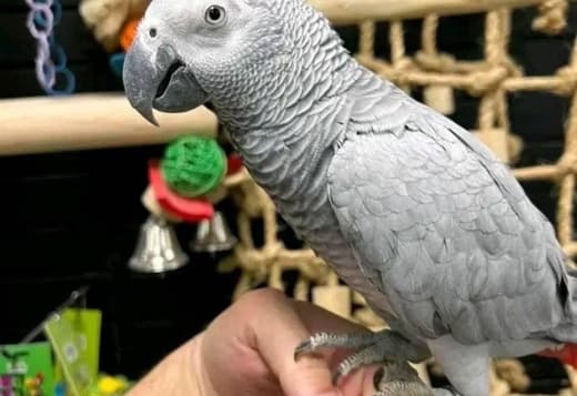 Excellent African Grey parrots available now