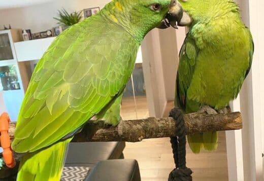 Adorable Amazon Male And Female Parrots