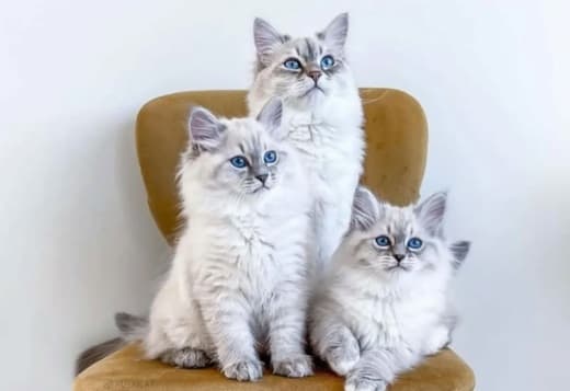 Ragdoll kittens for sale