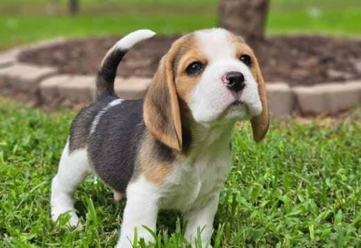 Beagle Puppies for adoption