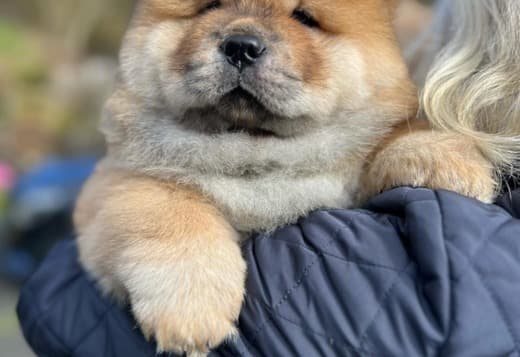 Chow Chow Puppies