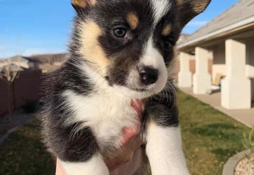 Adorable Corgi Puppies