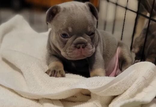 Male and Female French Bulldog Puppies