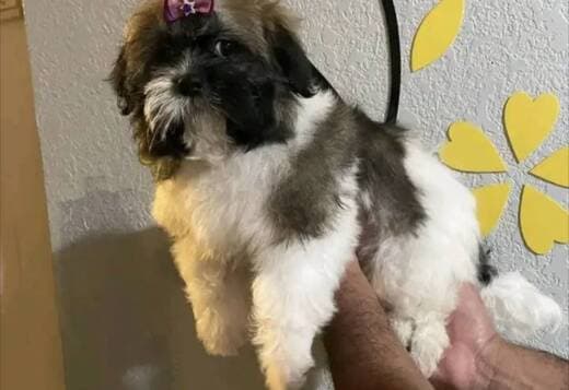 Perfect companion Shitzu Puppies
