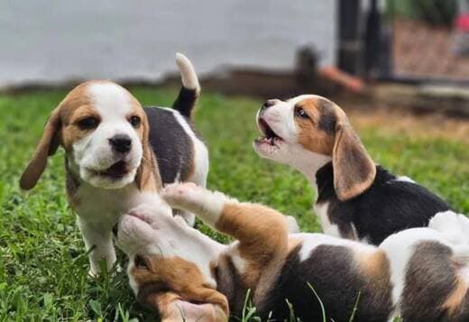 Pair of Beagle Puppies for adoption.