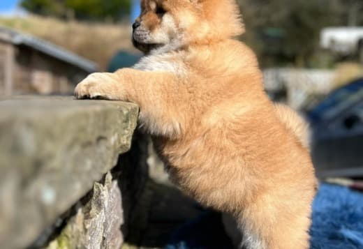 Male and female Chow Chow Puppies