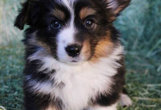 Adorable Corgi Puppies