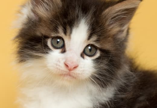 Maine Coon Kittens