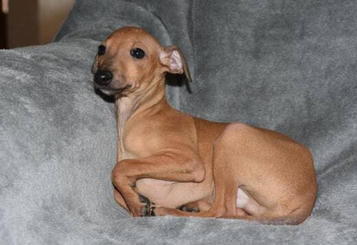 Italian Greyhound puppies