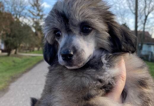 Chinese Crested puppies