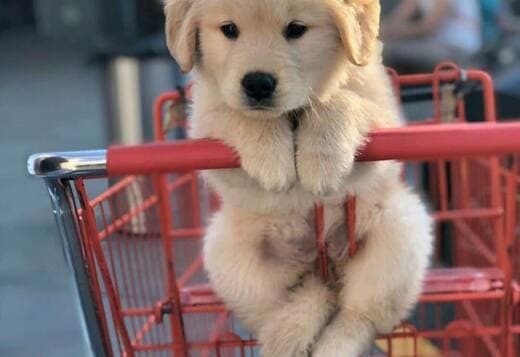 Healthy, home raised Golden Retriever puppies