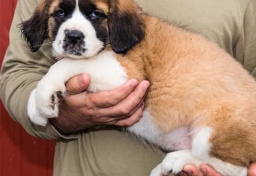 I have two saint bernard puppies for adoption.