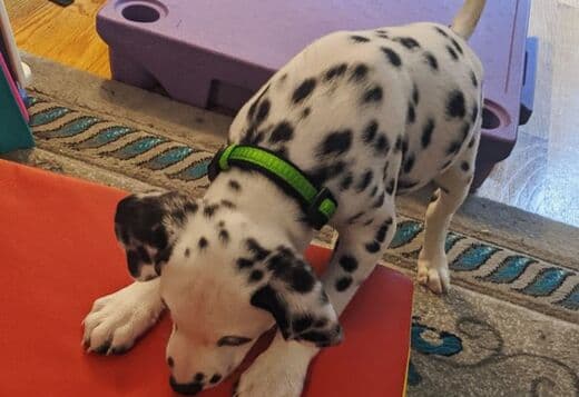 We have a Male and Female Dalmatian beautiful puppies