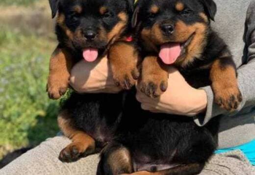 Super adorable Rottweiler Puppies.
