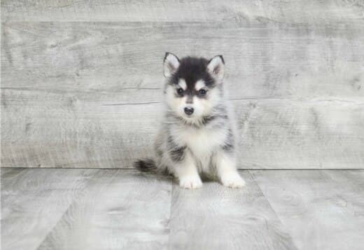 we have pure breed AKC registered male and female Pomsky puppies