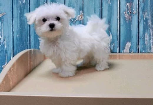 Adorable outstanding Maltese puppies