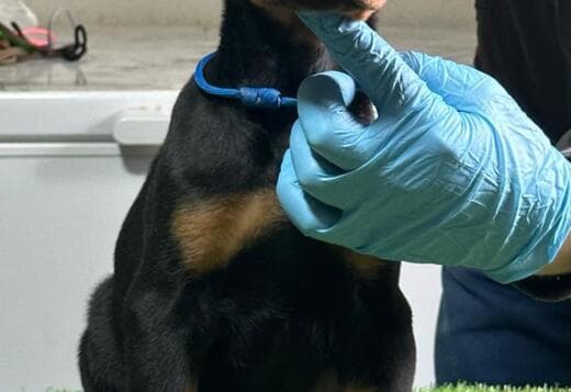 Doberman puppies