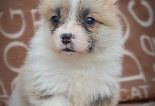 Welsh Corgi Pembroke Beautiful Puppies
