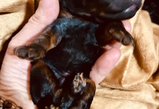 Black and Tan, Chocolate and Tan Toy Poodle puppies