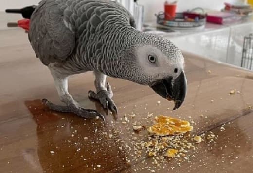 Large breed Congo African Grey