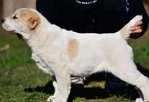 Central Asian Shepherd puppies