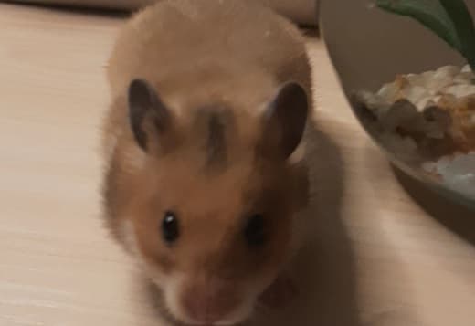 Syrian Hamster