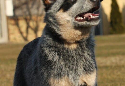Australian Cattle Dog Puppies