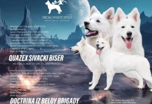 White Swiss Shepherd Dog Puppies