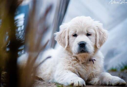 Golden retriever puppies and young dogs for sale