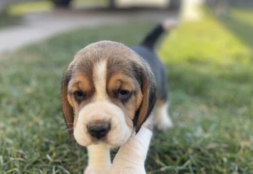 Beagle female puppy
