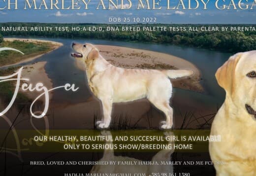 Labrador Retriever female for sale