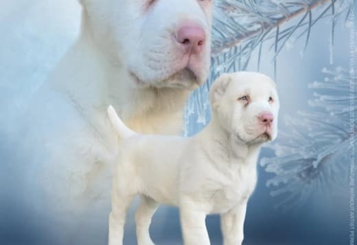 Central Asian Shepherd Dog ALBINO puppy