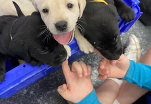 Lovely Labrador puppies for sale