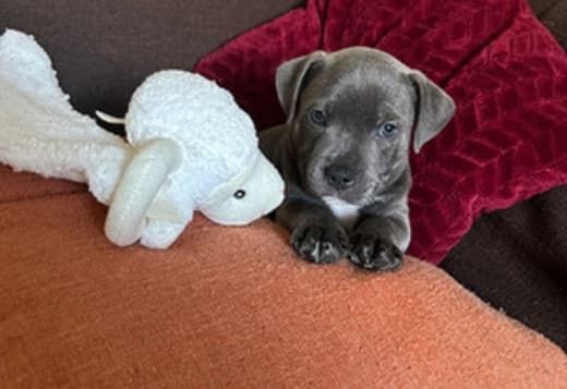 Staffordshire bull puppies for sale