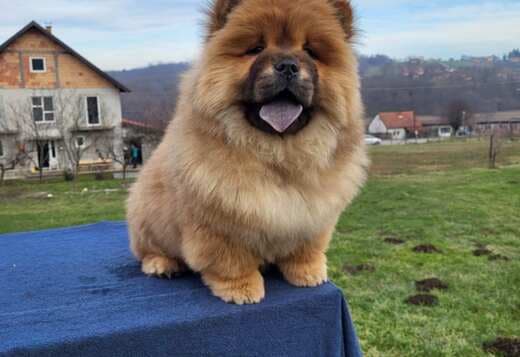 Chow Chow Puppies