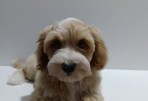 Havanese Bichon puppies