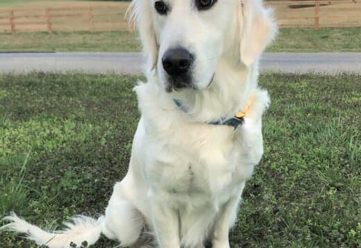 Golden Retrievers Tennessee
